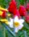 frühlingsblumen im garten